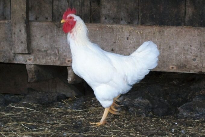 Rhode Island White Chicken Rooster (Single Comb Variety)