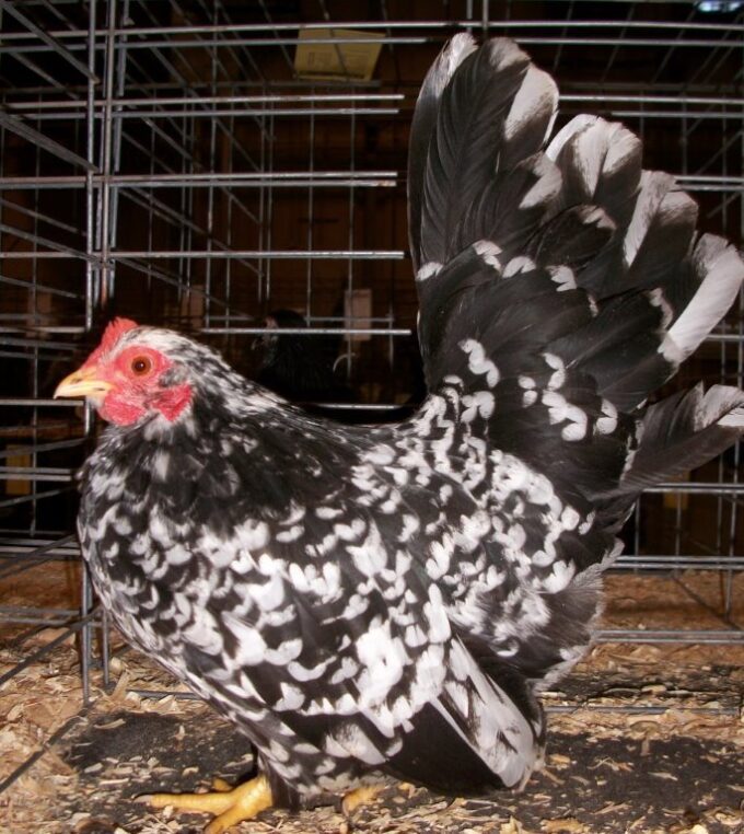 Mottled Japanese Bantam Hen Chicken