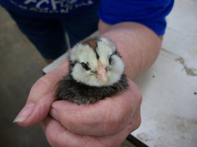 Nancy Smith/Cackle Hatchery® holding an Easter Egger chick