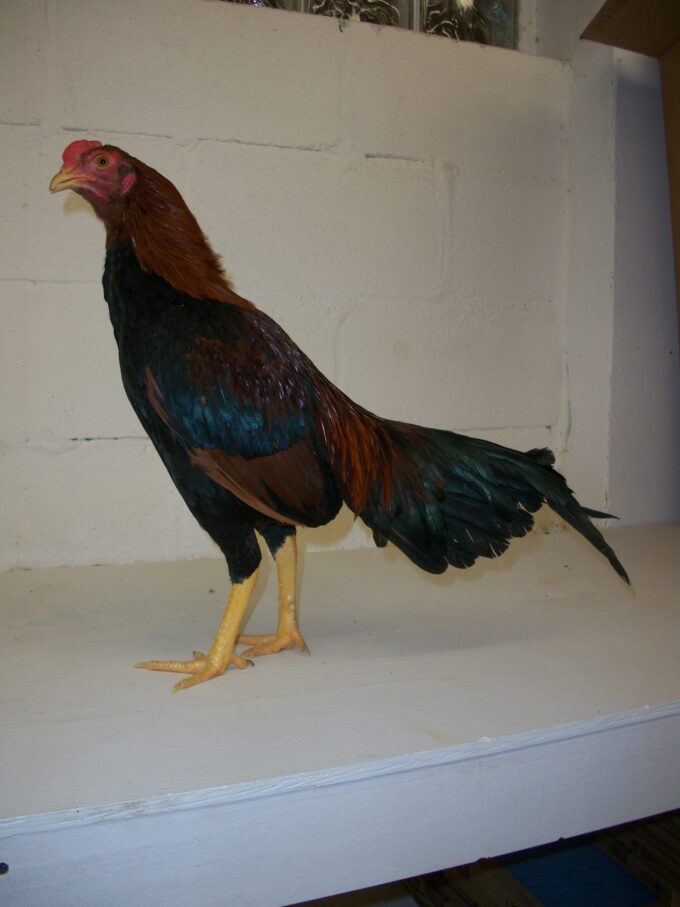 Wheaten Aseel Chicken