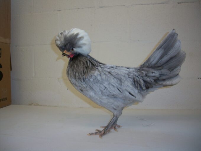 White Crested Blue Polish Chicken