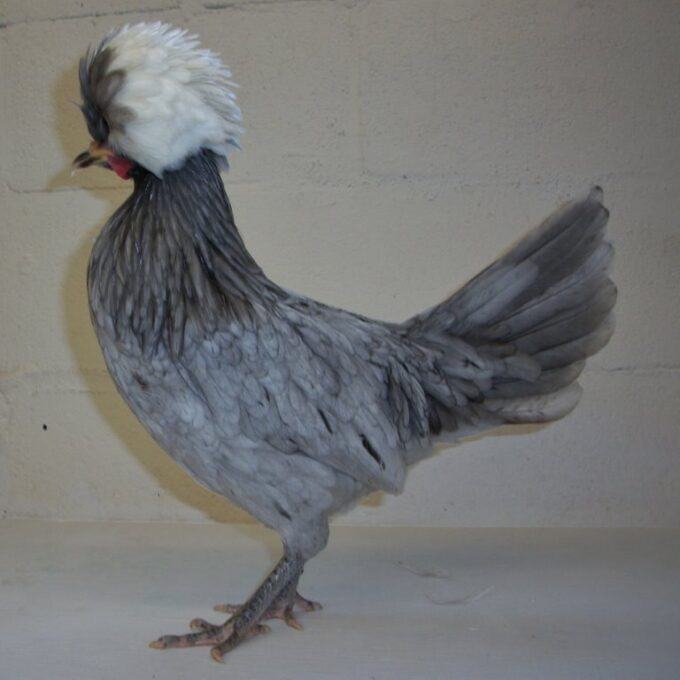 White Crested Blue Polish Chicken Online