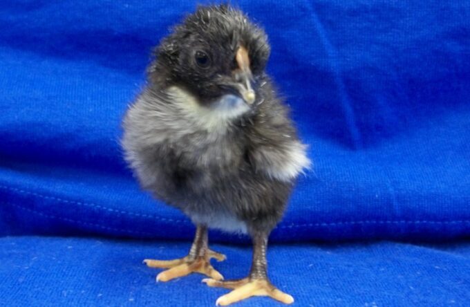 Day old Black Wyandotte Bantam Chick