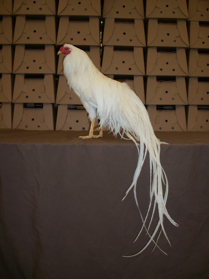 White Yokohama Chicken