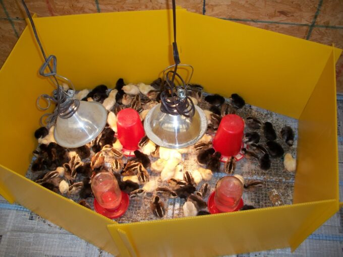 Heat Lamp Bulb
