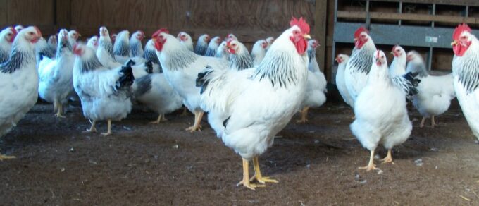 Flock of Columbian Rock Standard Chickens