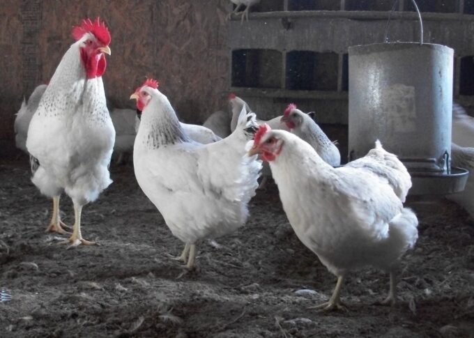 Delaware Chicken Breed