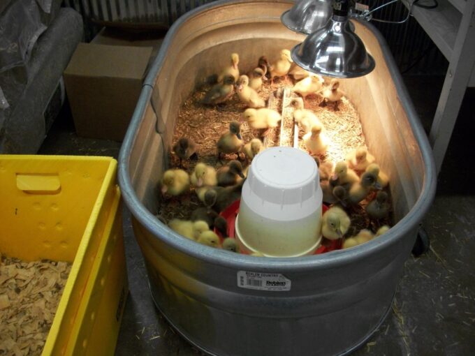 1 GF Gallon Plastic Waterer and base-4774