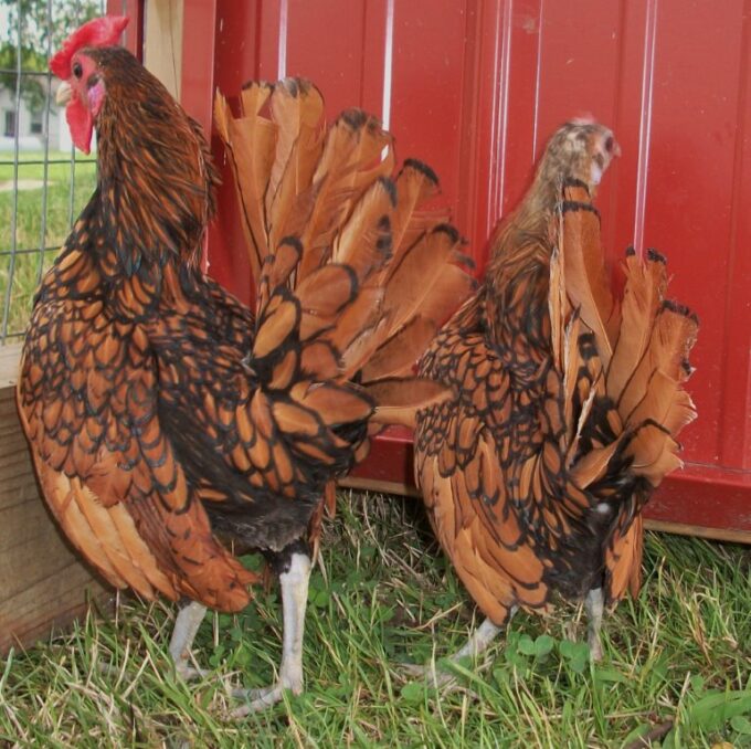 Golden Sebright Bantams