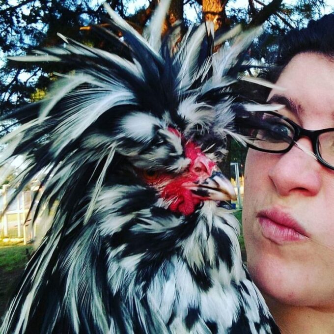 Mottled Houdan Chicken