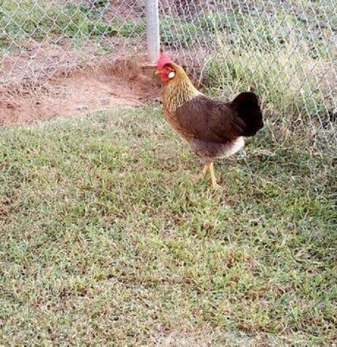 Brown Leghorn Chicken