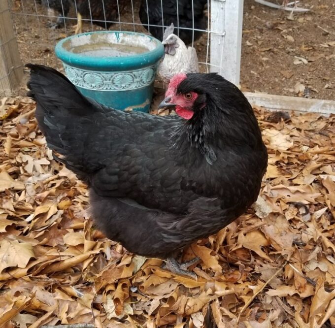 Black Australorp Chicken