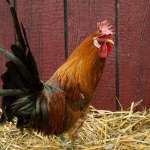 A Sicilian Buttercup rooster with reddish-brown feathers stands on straw before a red wooden wall.