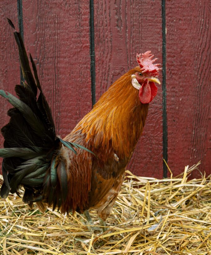 A Sicilian Buttercup rooster with reddish-brown feathers stands on straw before a red wooden wall.