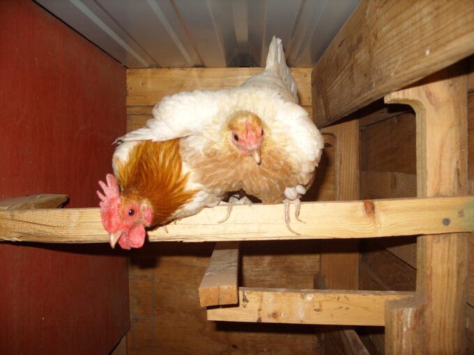 Red Pyle Old English Game Bantam