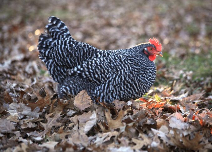 Barred Rock Credit: Ashley Bonick