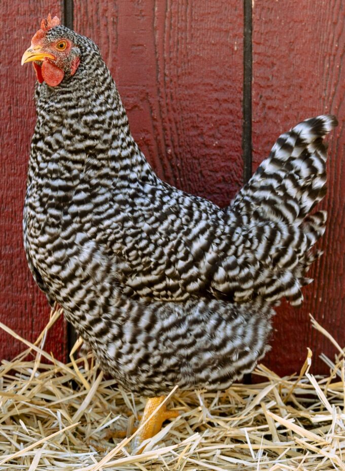 Barred Rock Hen