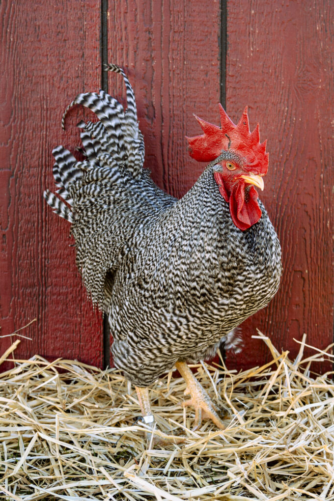 Barred Rock Rooster