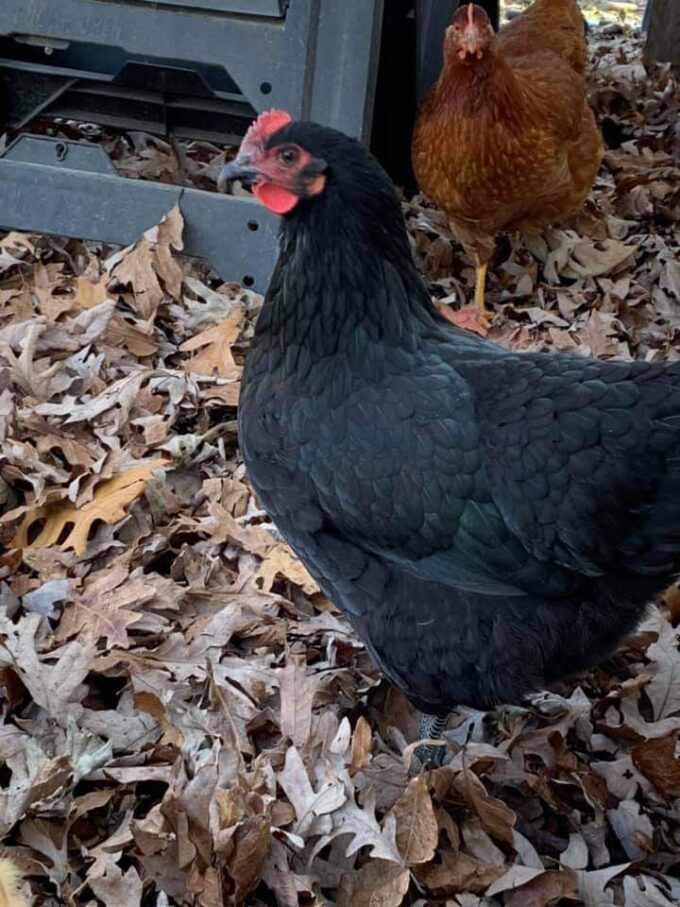 Black Australorp