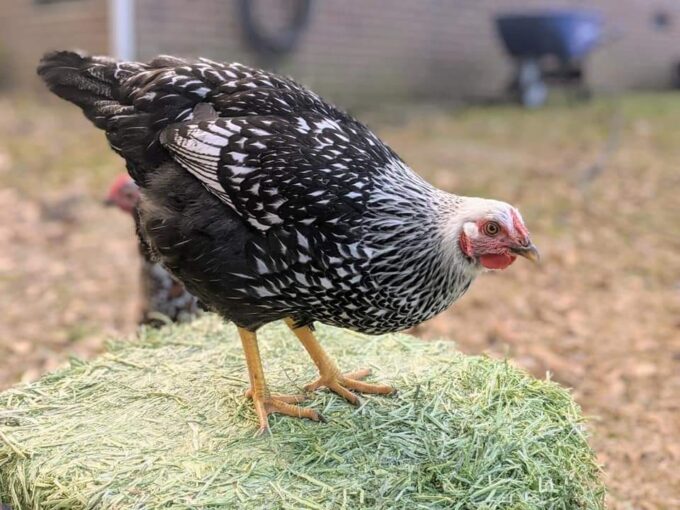 Black Laced Silver Wyandotte