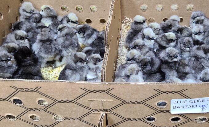 Blue Silkie