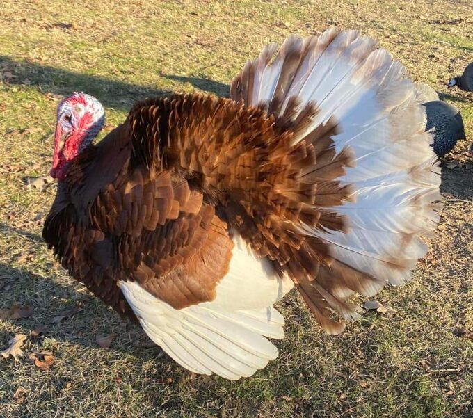 Bourbon Red Turkey