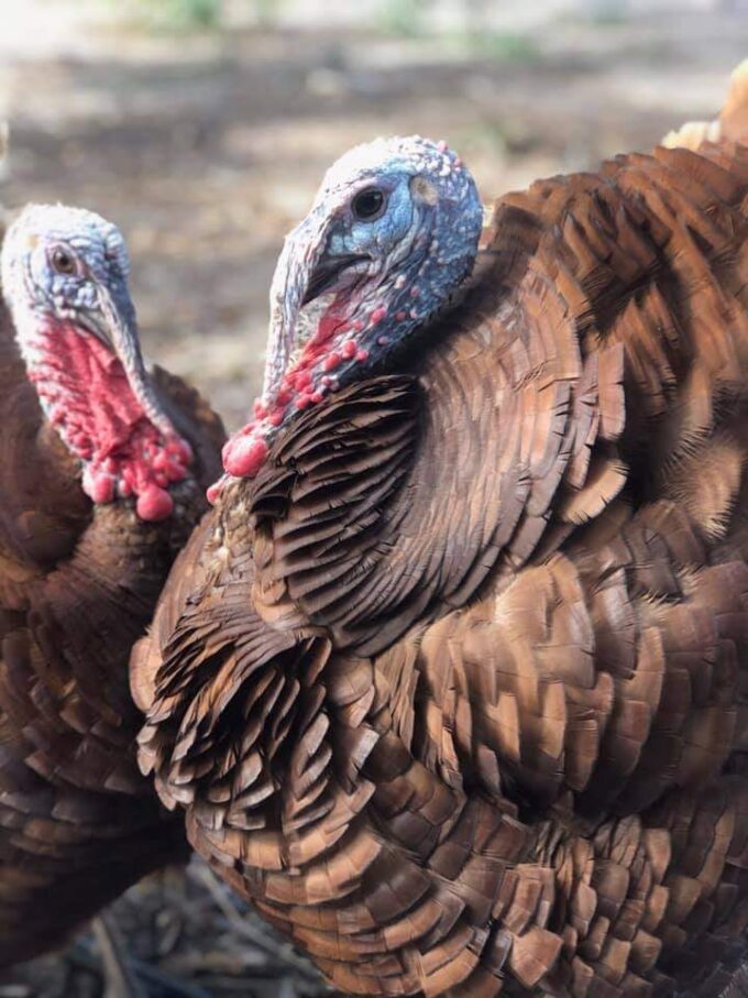 Bourbon Red Turkey