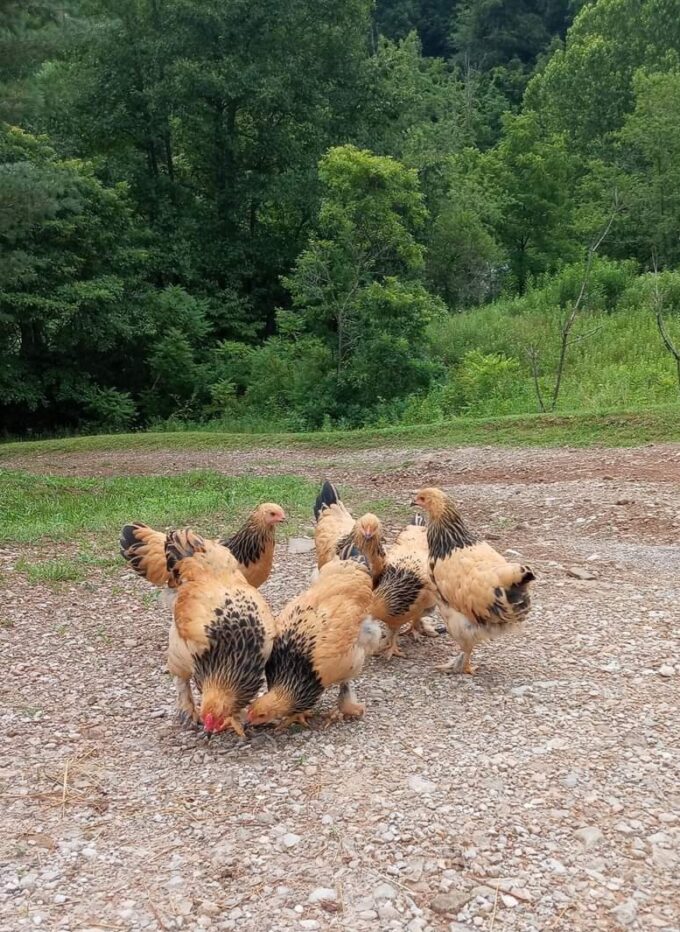 Buff Brahma