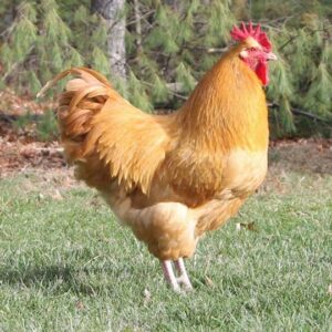 Buff Orpington