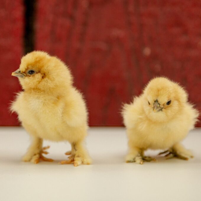 Two Buff Silkie Bantam chicks stand on a white surface in front of a red, textured background.
