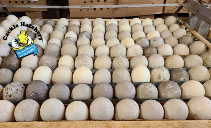Cayuga Duck Eggs