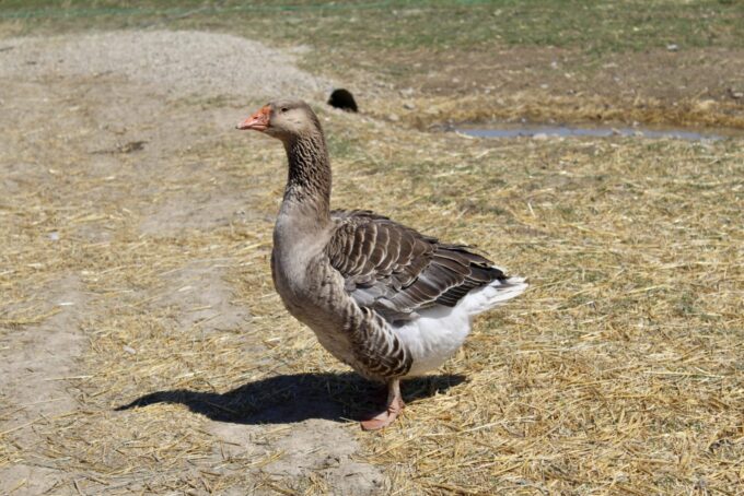 Toulouse Geese