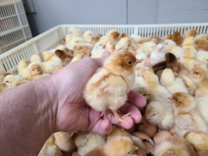Cinnamon Queen Chicks