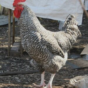 Cuckoo Marans