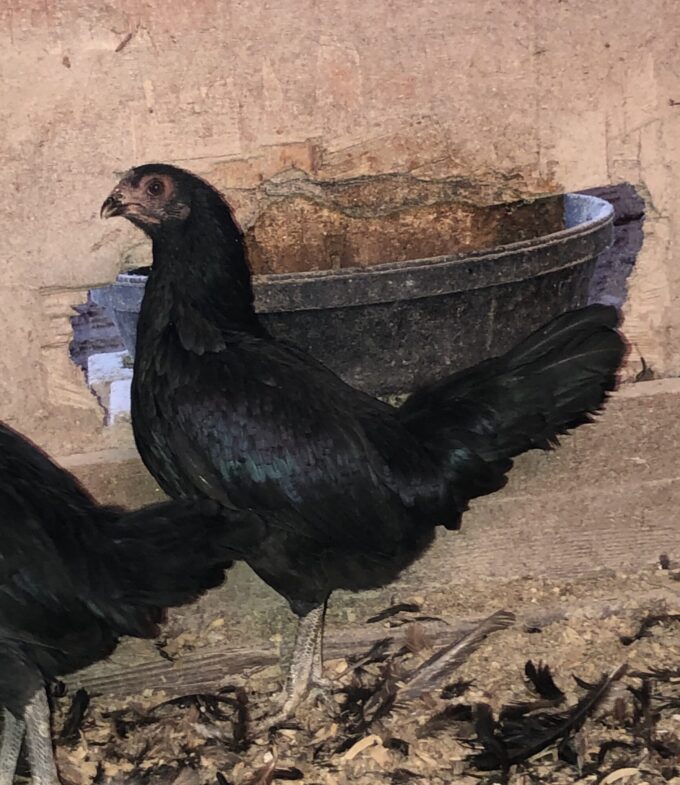 Dark Aseel Chicken