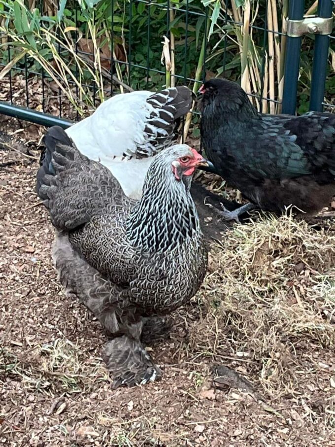 Dark Brahma Chicken