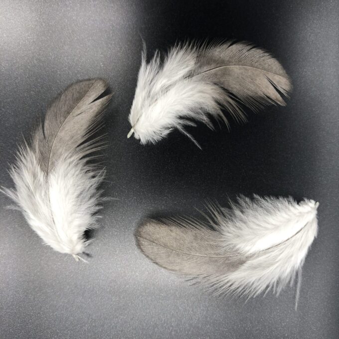 Easter Egg Bantam feathers