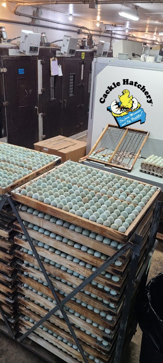 Easter Egger