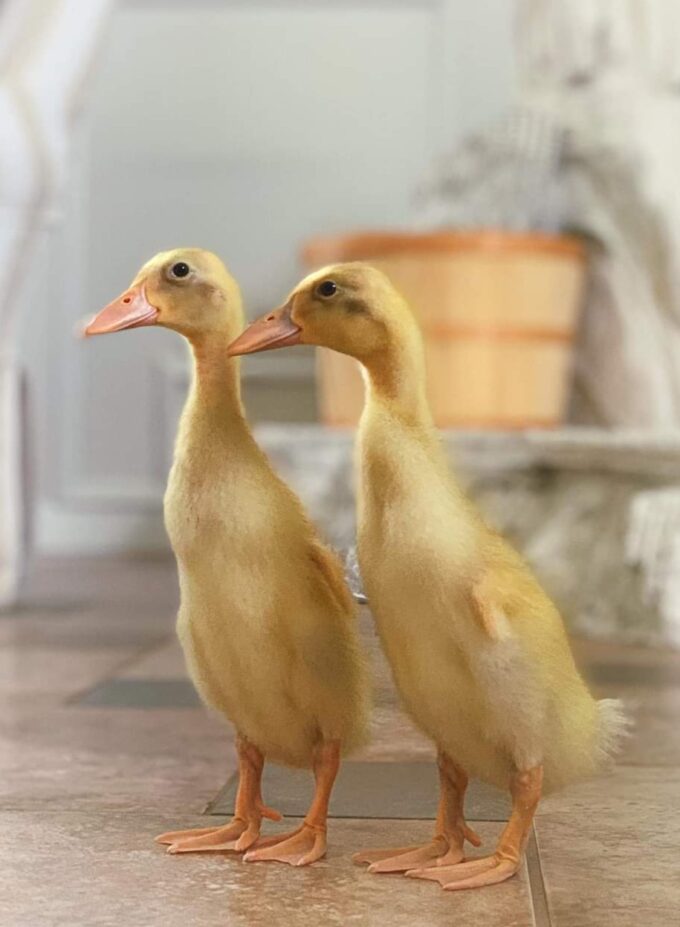 Fawn and Runner Duck
