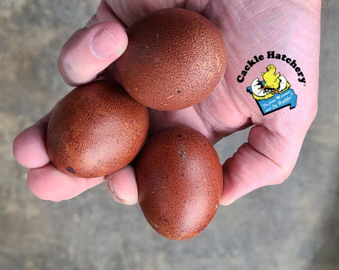 French Black Cooper Marans