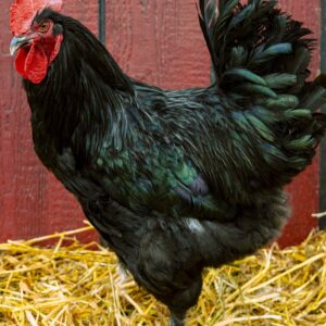 French Black Maran Rooster