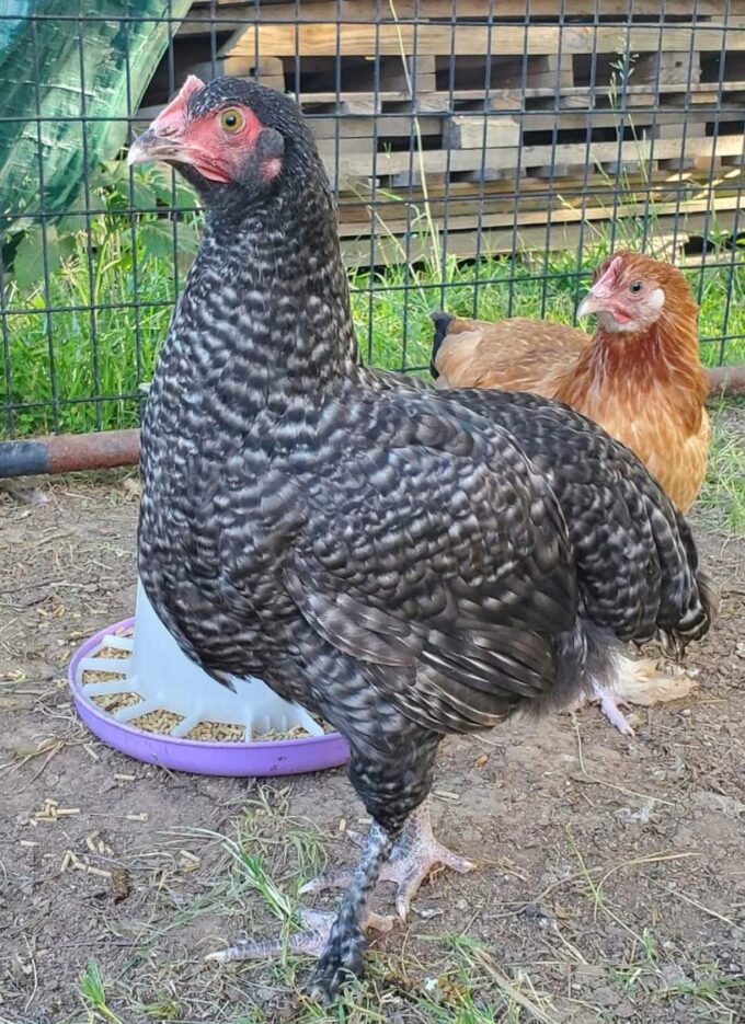 French Cuckoo Marans