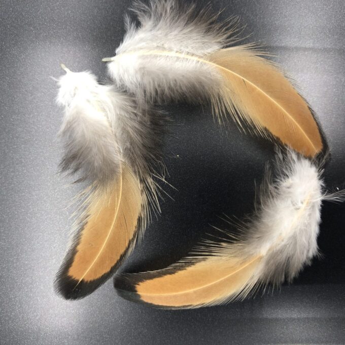 Golden Laced Polish feathers