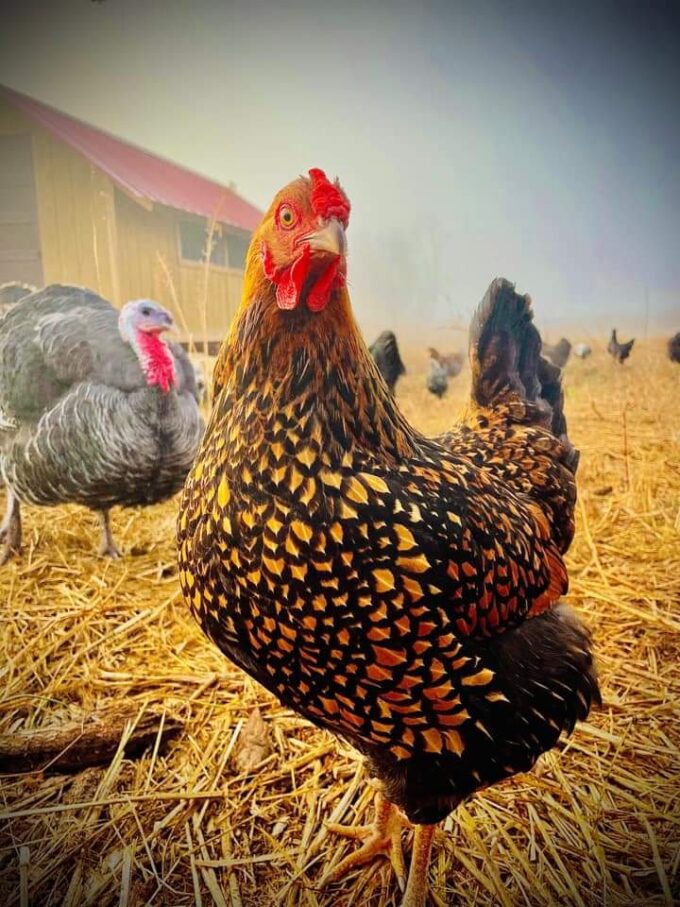Golden Laced Wyandottes