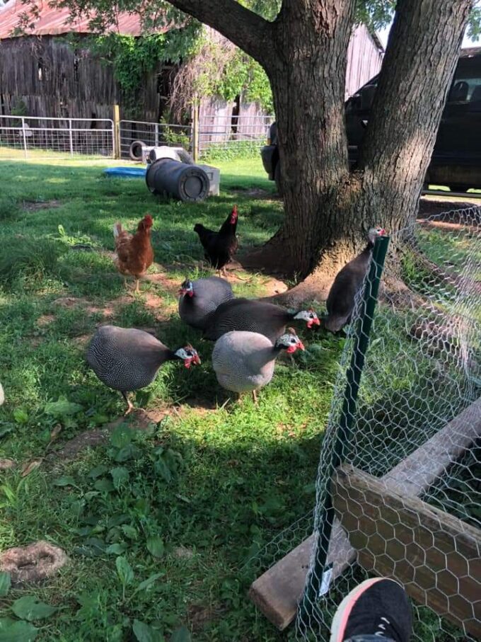 Hatchery Choice Guineas