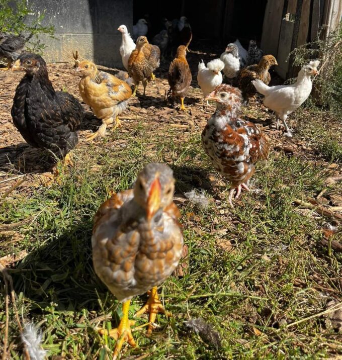 Hatchery Surprise features a colorful group of chickens walking and standing on sunlit ground outside a coop.