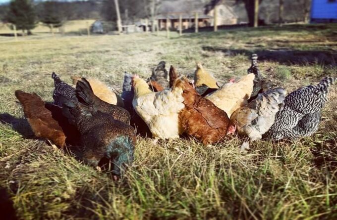 Hatchery choice pullets