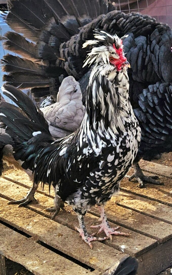 Mottled Houdan