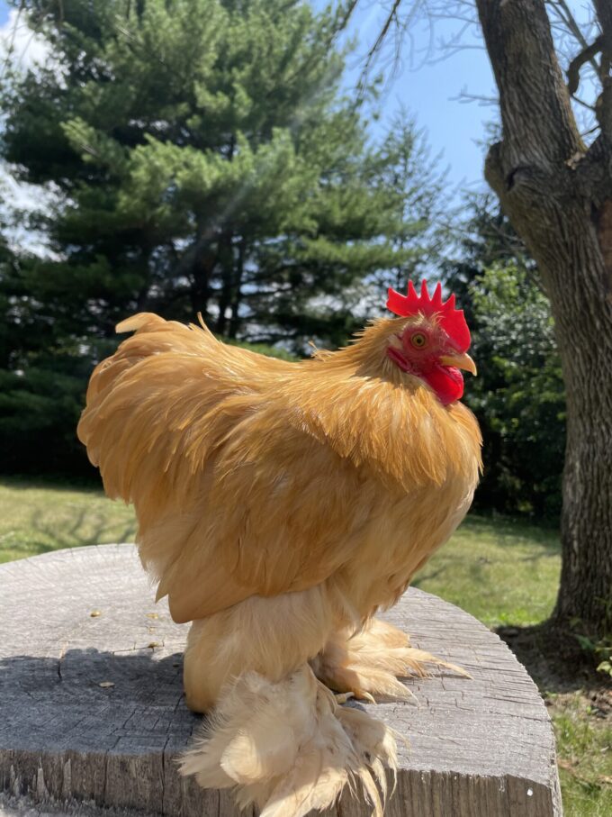 Buff Cochin Bantam