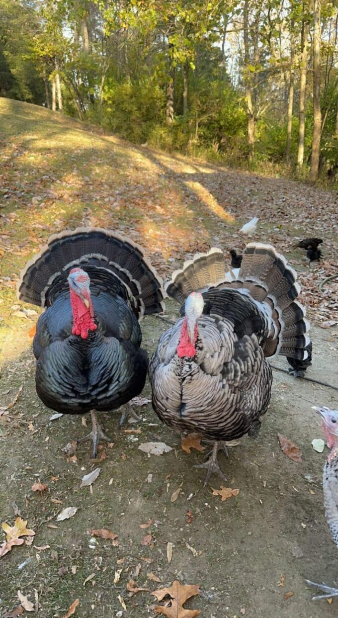 Surplus Rare Turkey Special